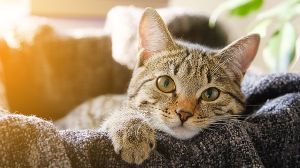 Уход за кошкой после операции