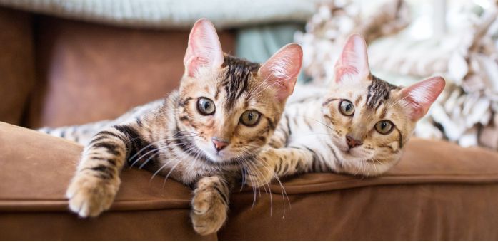 Какие паразиты бывают у кошек?