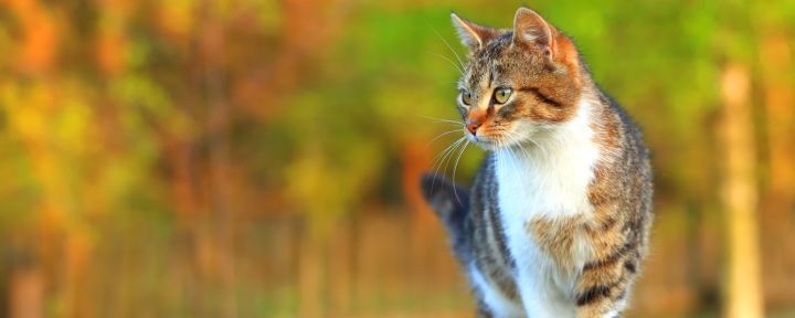 Какие кошки легче переносят одиночество