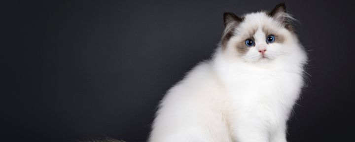 Породы кошек, которые любят сидеть на руках