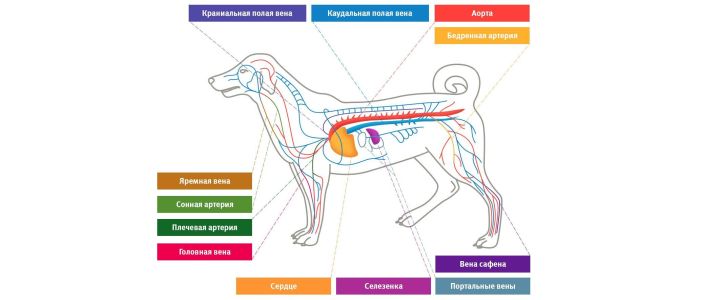 Кровеносная система собаки