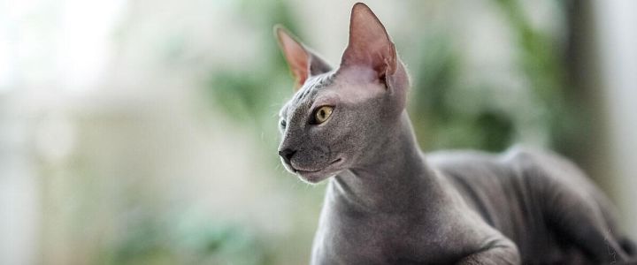 Миф о «гипоаллергенных породах кошек»