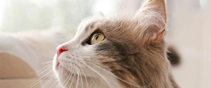 Правда о кошачьих аллергенах