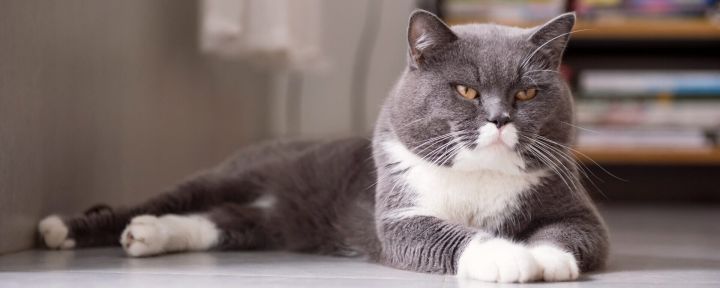 Дерматологические заболевания у кошек: реабилитация и восстановление