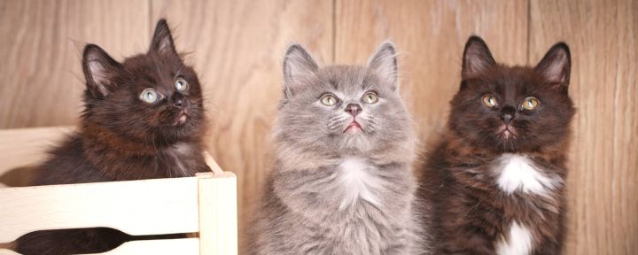 Окрасы кошек: колористика и генетика. Часть 1: строение и типы волоса