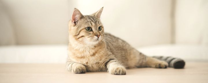 Окрасы кошек: колористика и генетика. Часть 4: агути и тэбби