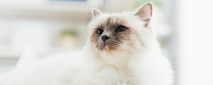 Окрасы кошек: колористика и генетика. Часть 6: акромеланические окрасы, окрасы с белыми отметинами