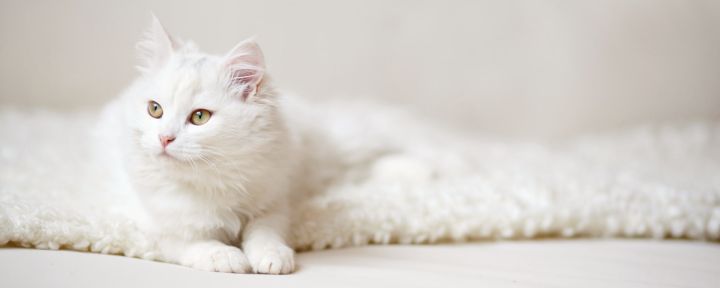 Окрасы кошек: колористика и генетика. Часть 3: разбавленные однотонные окрасы, красный и кремовый, черепаховый, белый окрас
