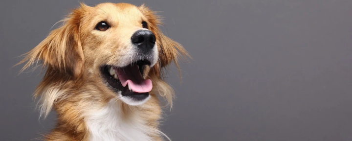Бордетеллез собак: симптомы и лечение