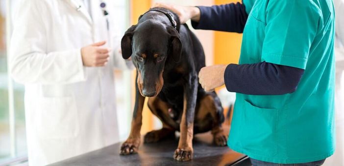 Типичные ошибки при лечении онкологических заболеваний у кошек и собак: информация для ветеринарных специалистов 