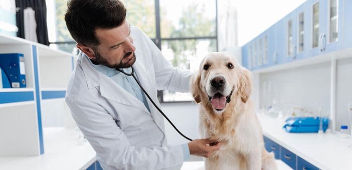 Панкреатит у собак: симптомы и лечение 