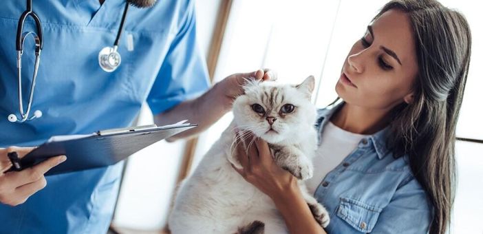 Полиурия, полидипсия у собак и кошек: симптомы, причины