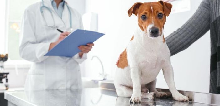 Метаболические последствия дисбактериоза кишечника у собак и кошек с ВЗК