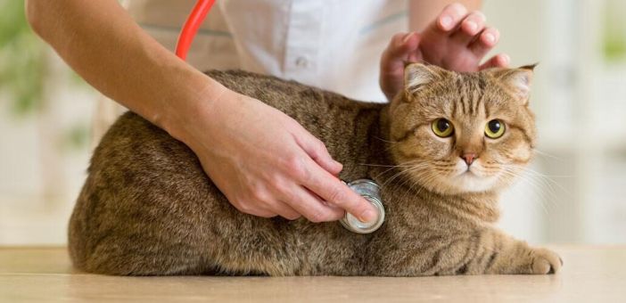 Влияние кастрации на обмен веществ у котов