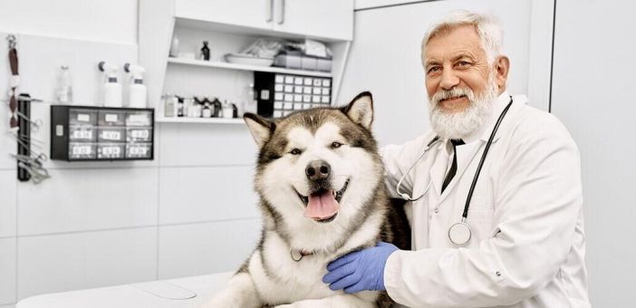 Влияние рациона на желудочно-кишечную микробиоту стареющих собак: потенциальные инструменты для улучшения здоровья