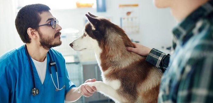 Клиническое наблюдение за состоянием и лечением собаки с идиопатической эпилепсией