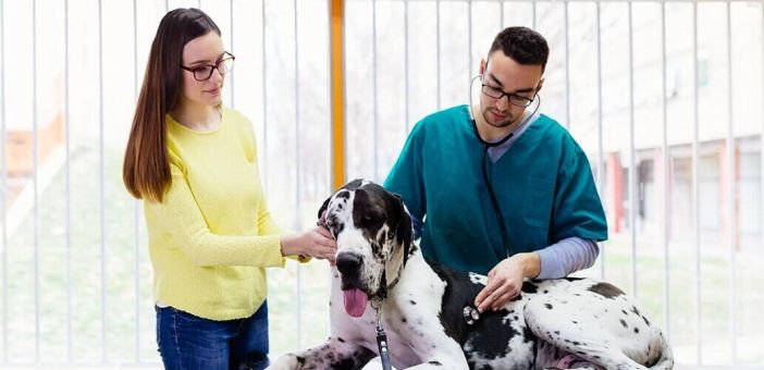 Причины острого расширения и заворота желудка у собак. Взгляд диетолога