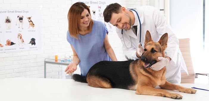 Диеты для собак при заболевании почек