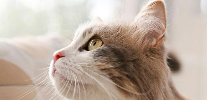 Многоуровневые исследования безопасности ингредиента IgY в корме для кошек