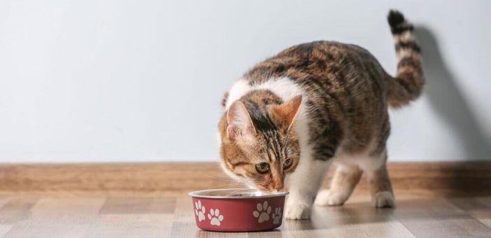 Протеиновый метаболизм у кошек: адаптация