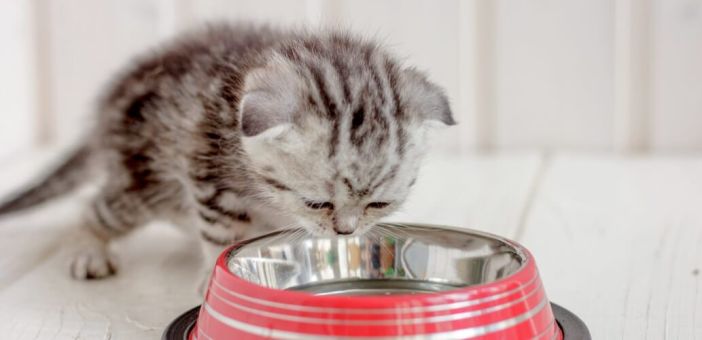 Обезвоживание у кошек: симптомы и диетологический подход