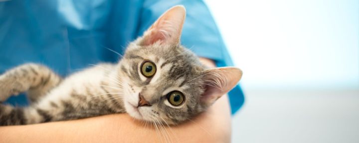 Диетотерапия при мочекаменной болезни у кошек