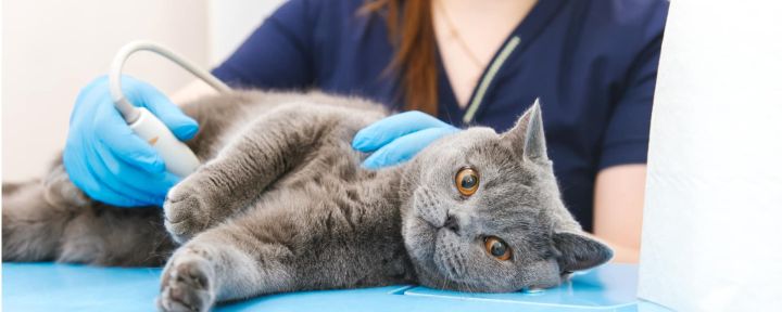 Воспалительное заболевание кишечника у кошек