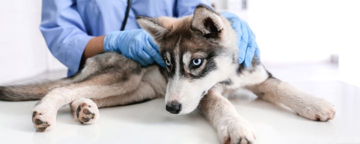 Хроническая болезнь почек у собак. Часть 1: этиология и примеры клинических случаев
