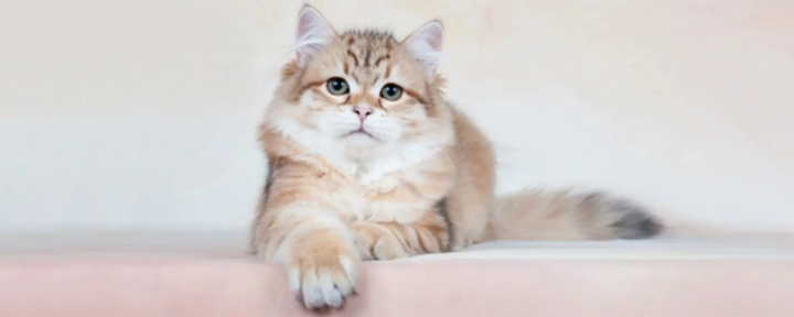 Хламидиоз у кошек: симптомы и лечение