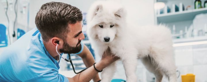 Хроническая болезнь почек у собак. Часть 2: диагностика и терапия