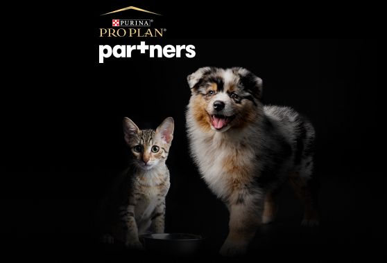 Смотрите записи конференций PRO PLAN PARTNERS