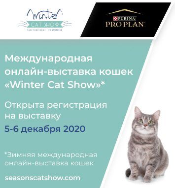 Winter Cat Show