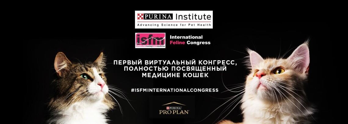 ISFM - первый виртуальный конгресс, посвященный полностью медицине кошек