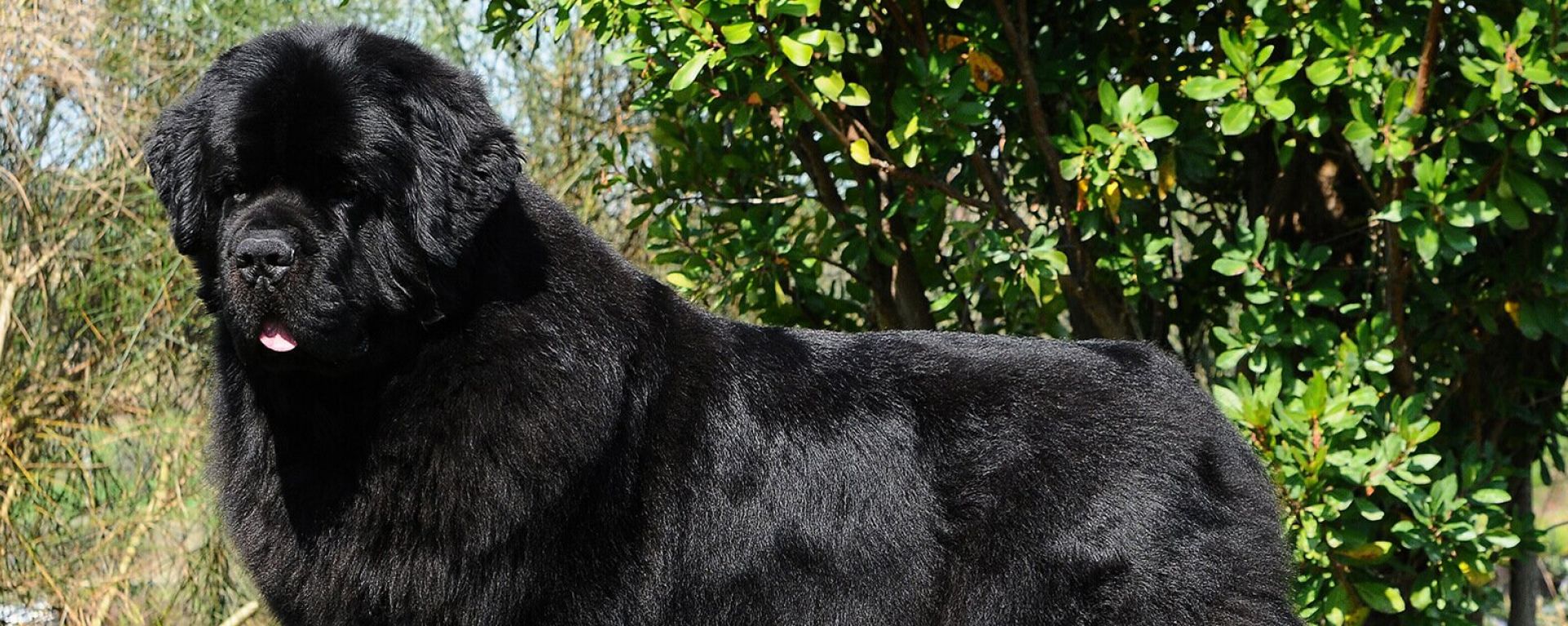 The Newfoundland is a giant, muscular and strong dog that is equipped with a dou