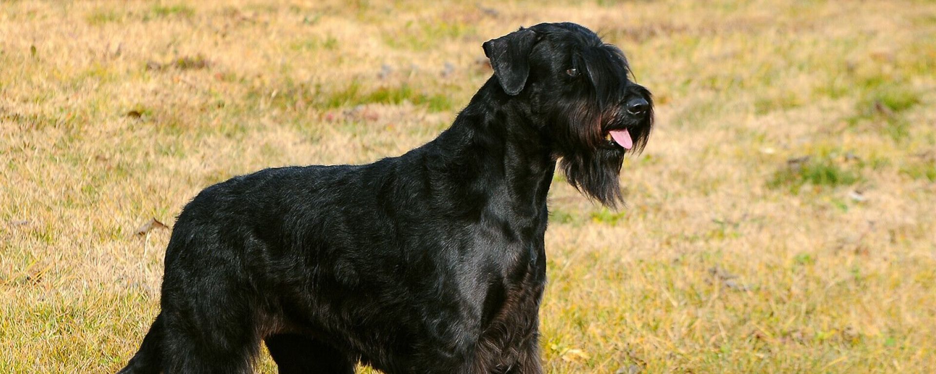 Ризеншнауцер - характеристика собак и щенков породы - ProPlan.ru