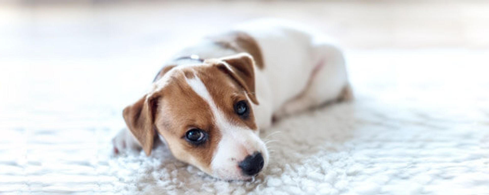 Первые дни щенка в новом доме: как помочь адаптироваться?