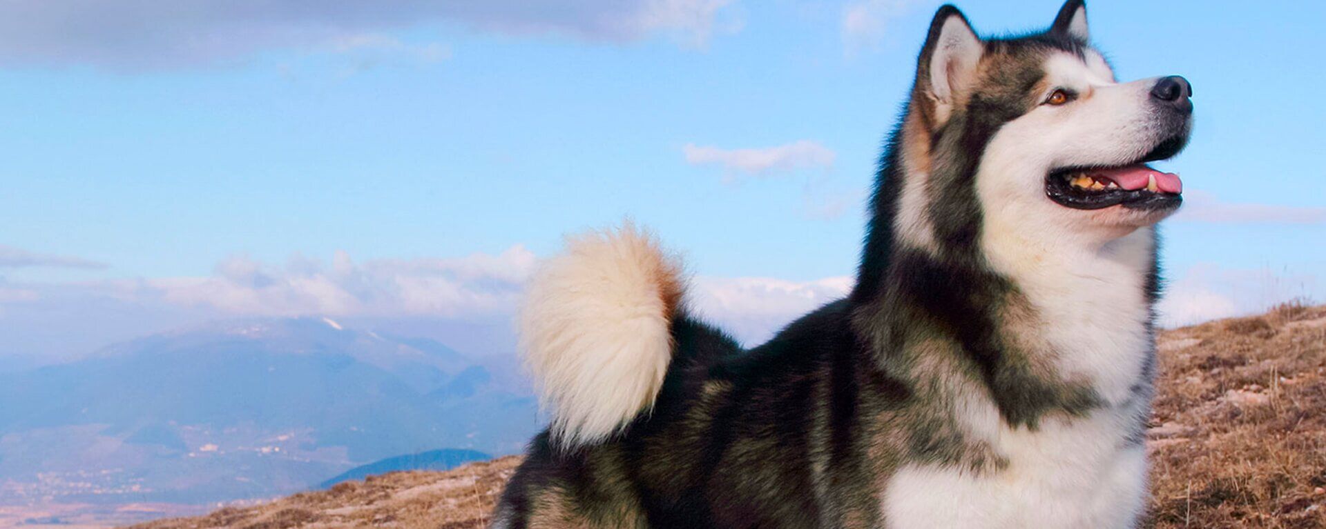 Маламут Собака Фото Цена Щенка