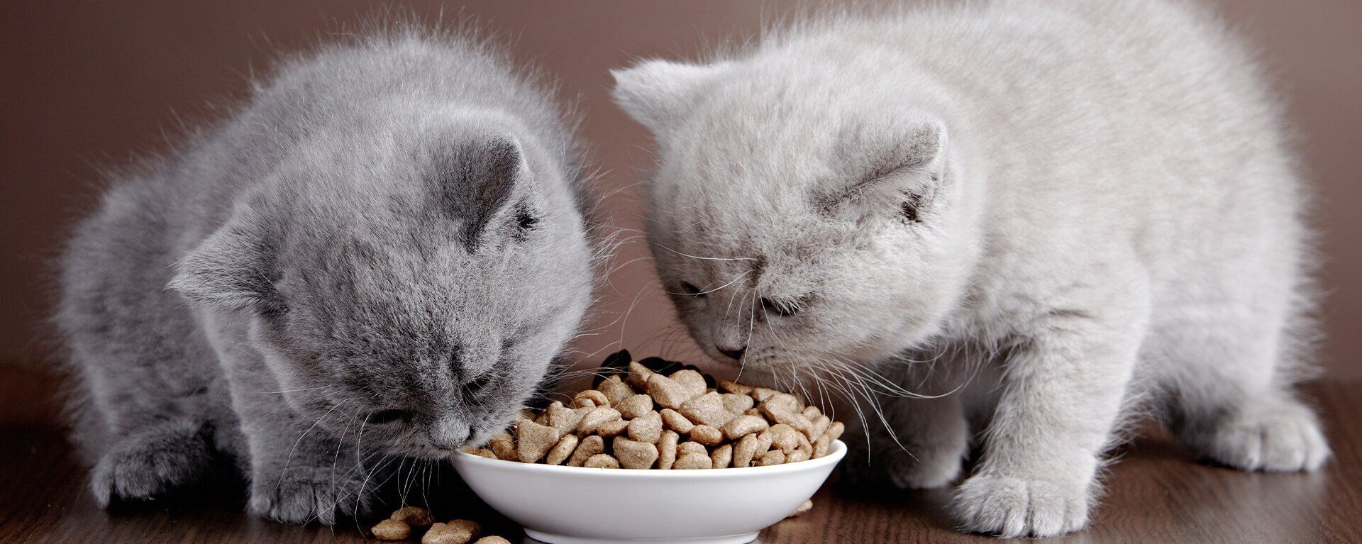 Принципы питания котят с чувствительным пищеварением