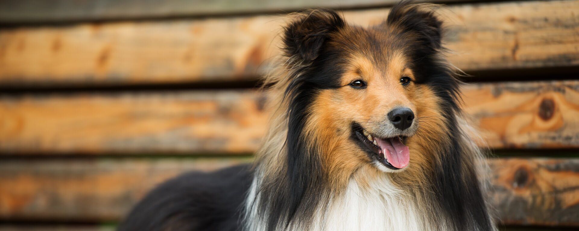 Шелти: характеристика породы собак, уход и фото шетландских овчарок