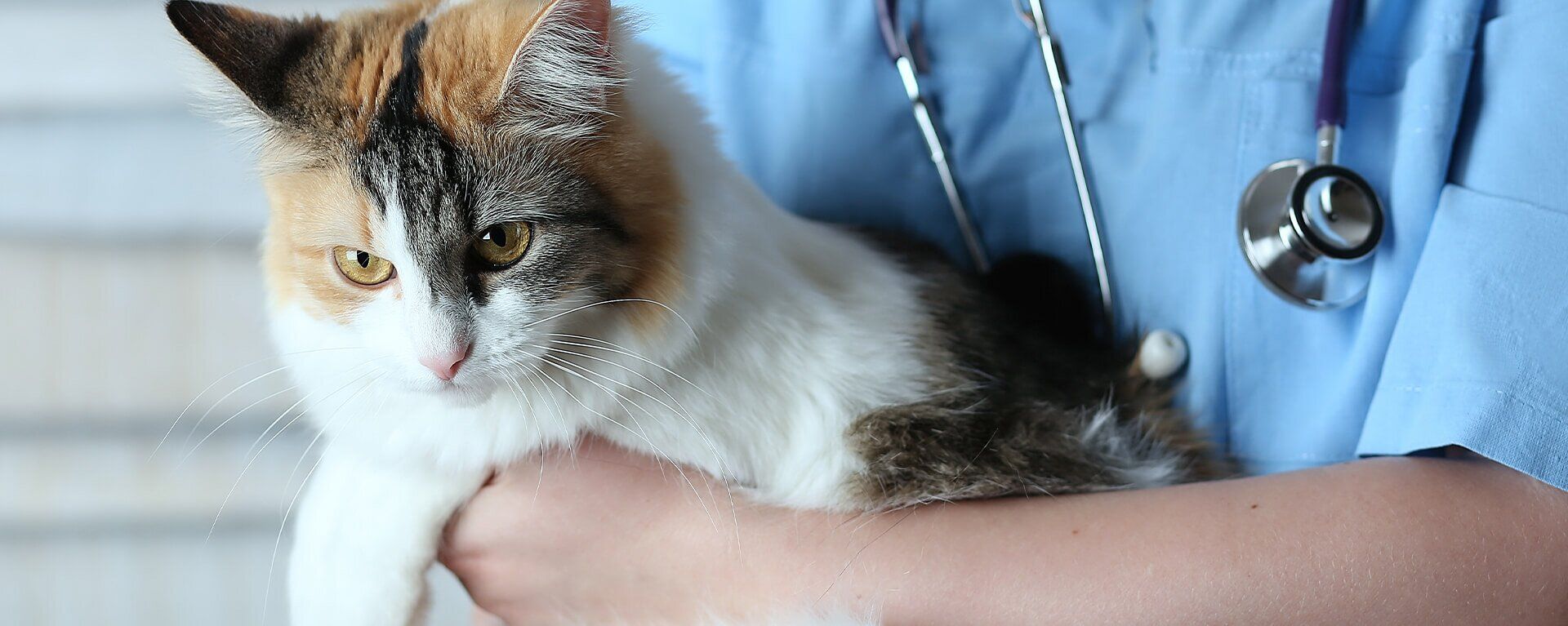 Кастрация кота на дому 🐱 и лапароскопическая стерилизация кошек
