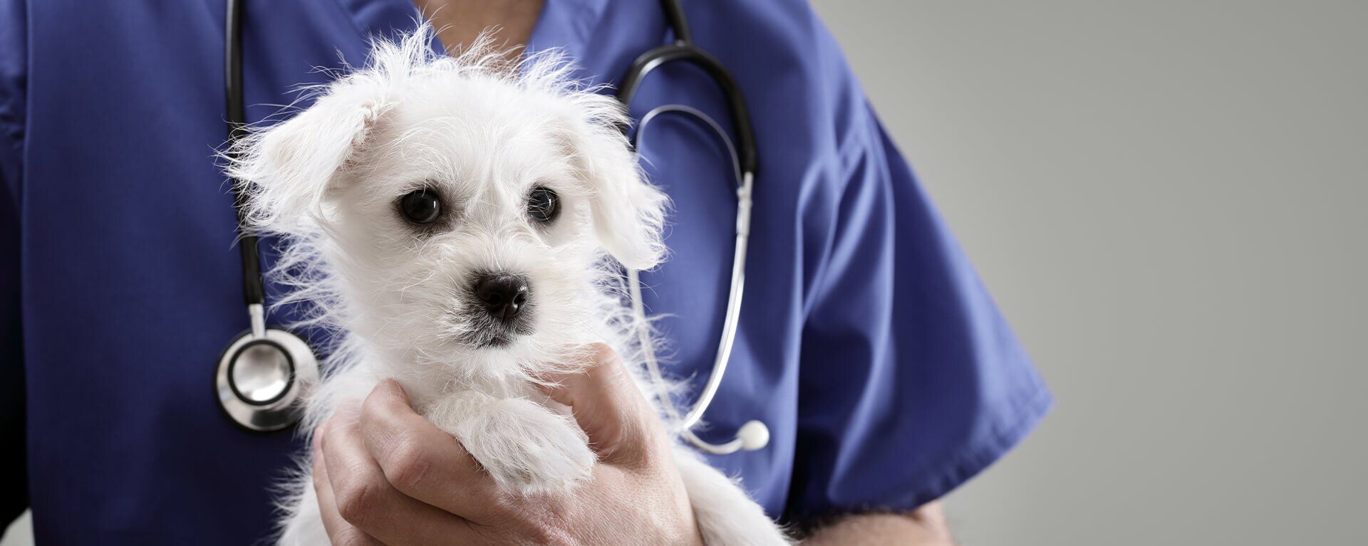 Как оказать первую помощь при травме у щенка
