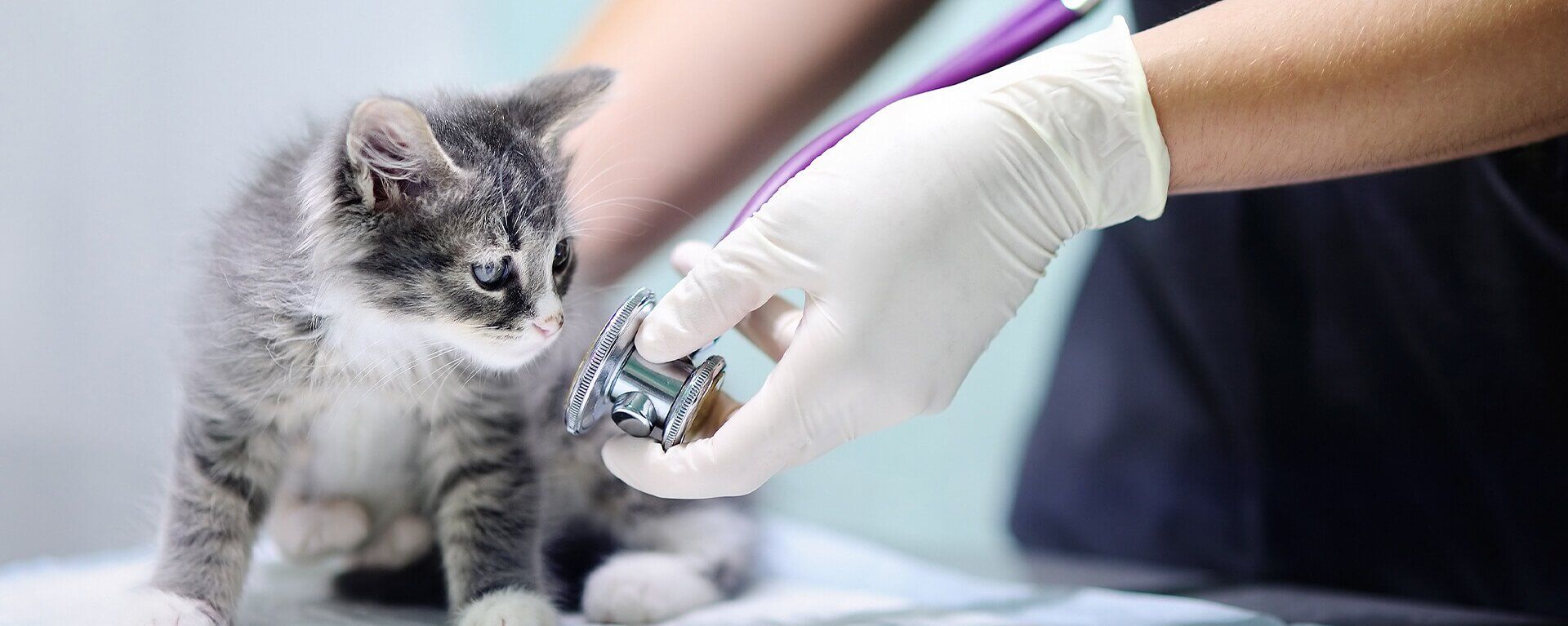 Болезни кошек и котов 🐈: признаки, способы профилактики и лечения