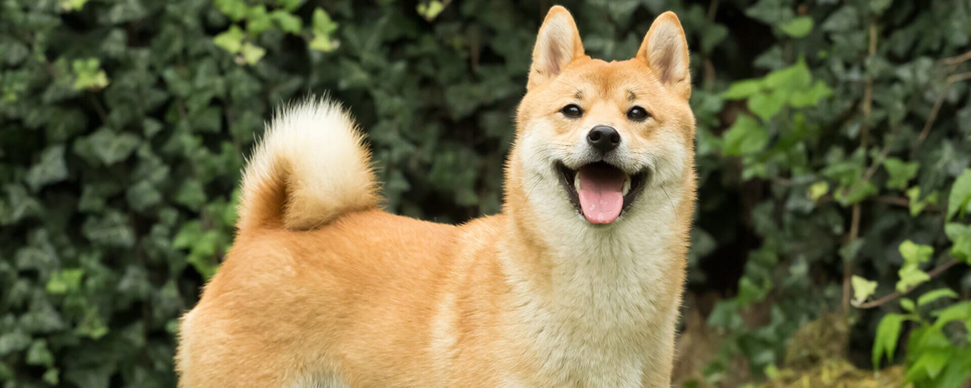 Сиба-ину — характер собаки, описание породы, размеры и вес
