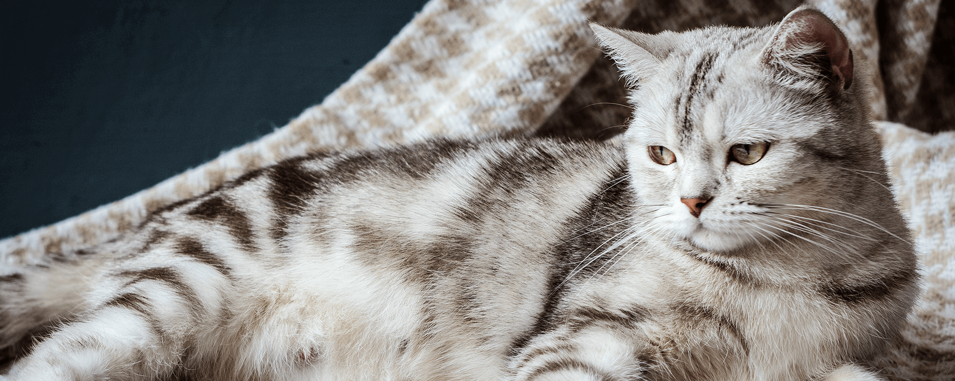 Беременность и роды у кошек: сколько ходят беременные, признаки, уход