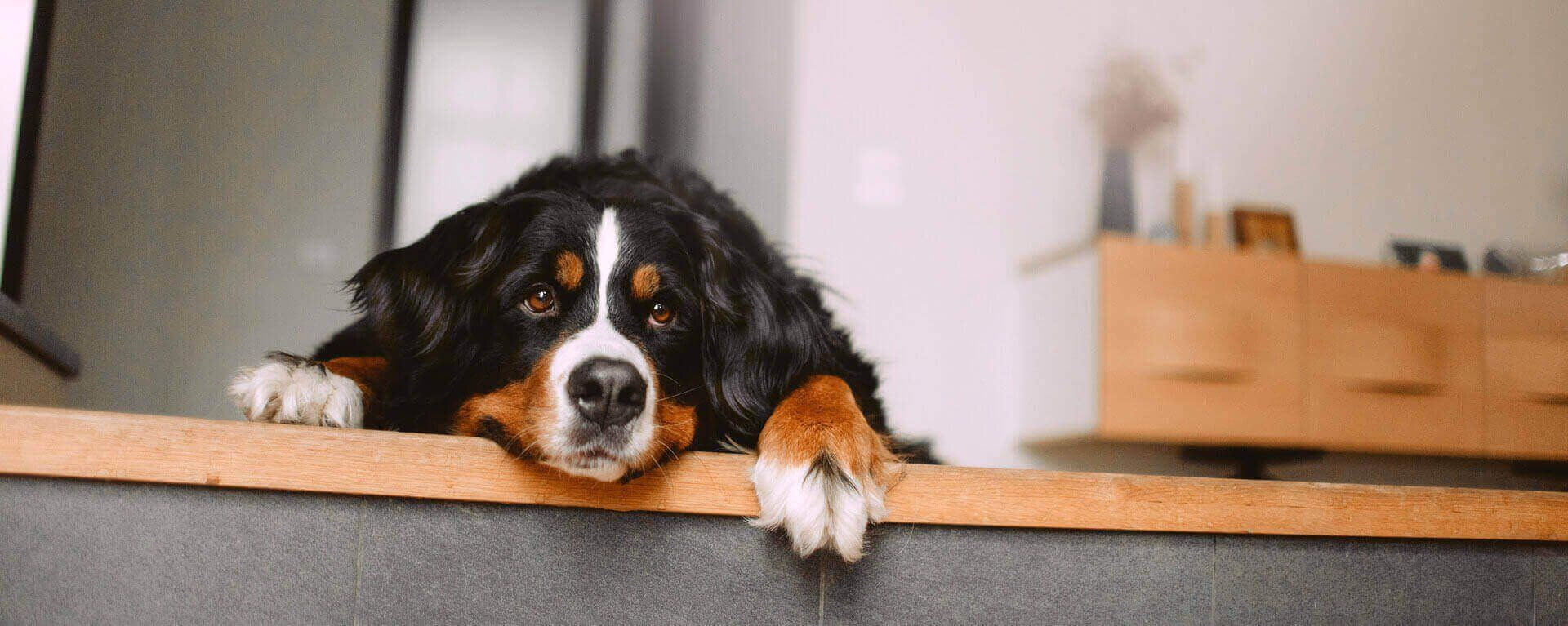 стул у собаки после стерилизации