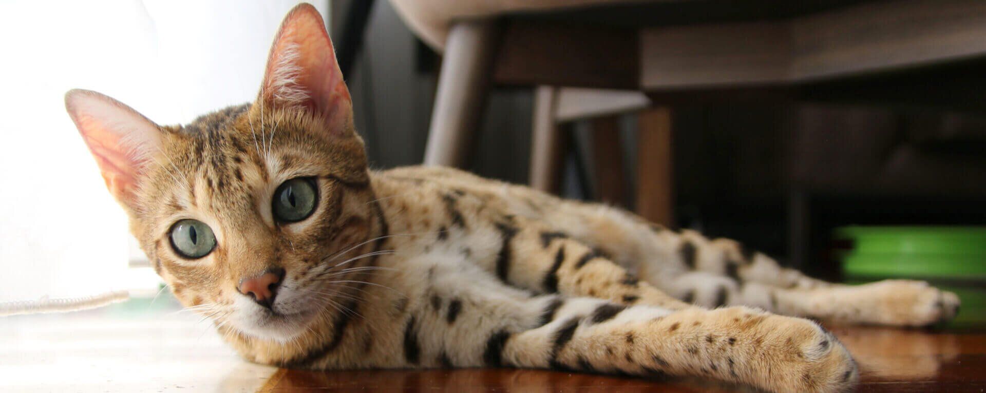 Бенгальская кошка: описание породы 🐈, характер и поведение, фото