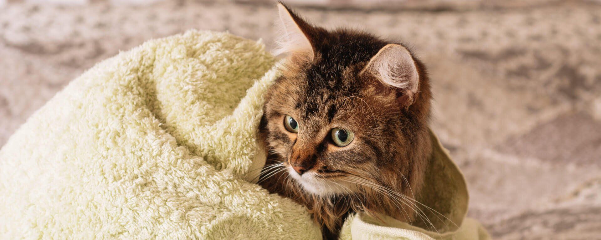 Как мыть кошку правильно: советы по купанию кошки в домашних условиях