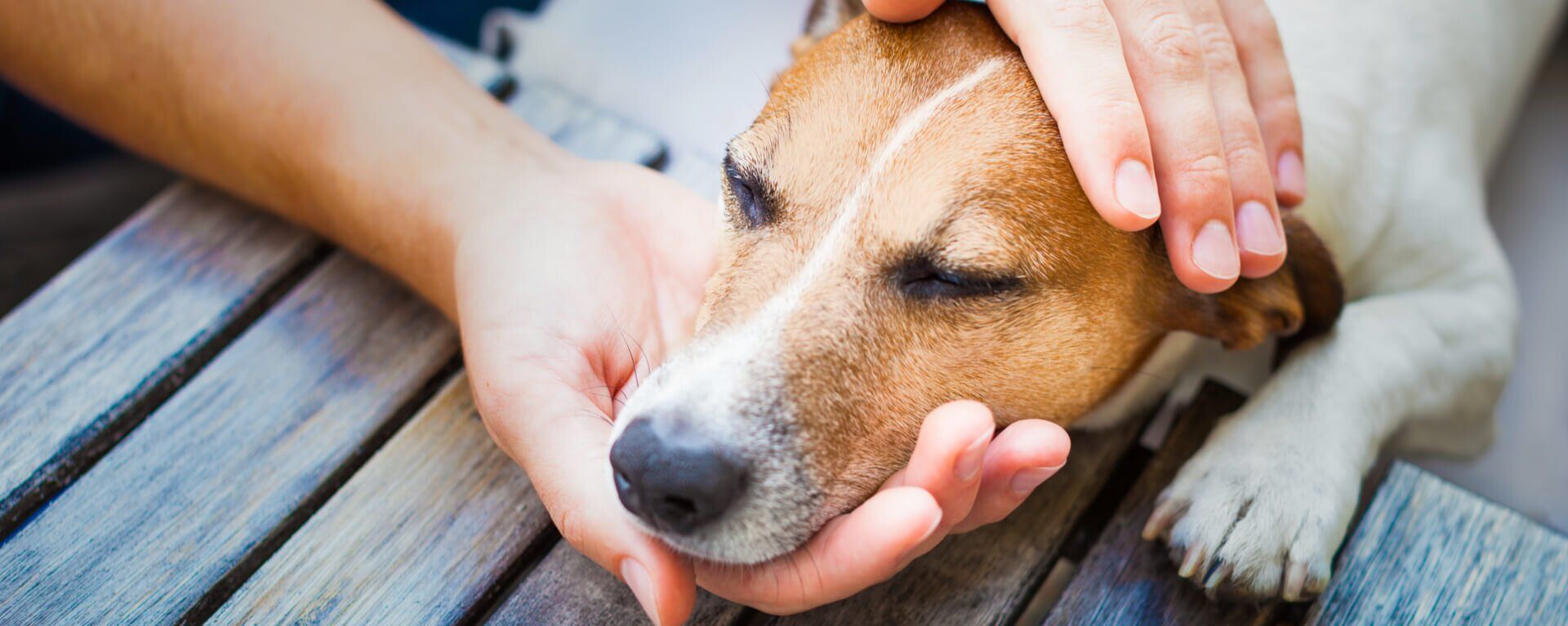 2 причины запаха ацетона изо рта у собаки: разбираемся в проблеме