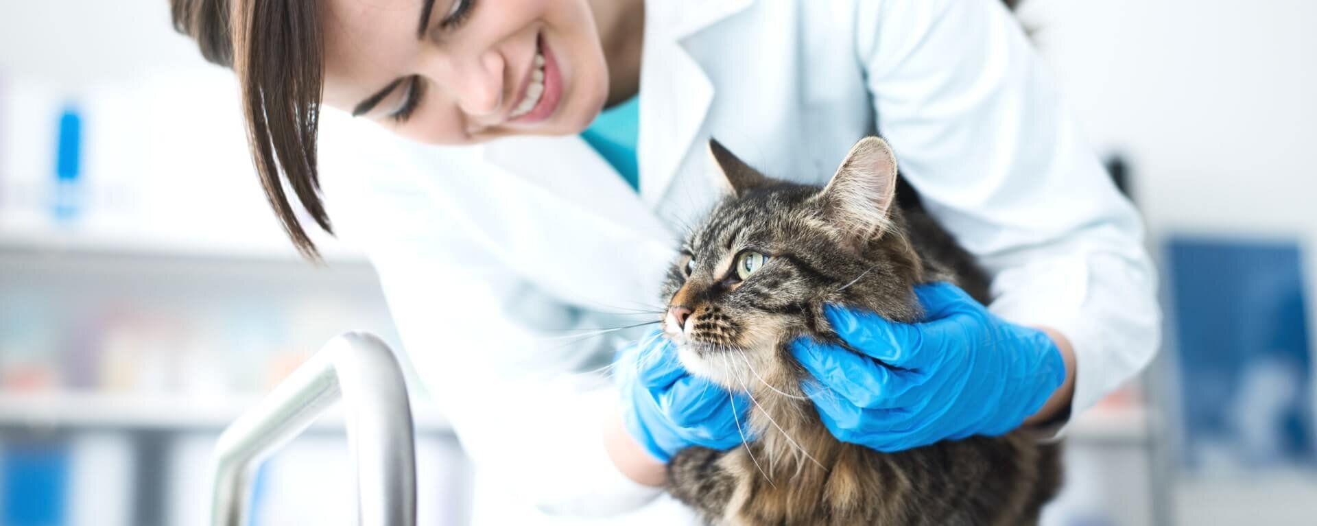 Причины неприятного запаха у кота, что делать и как лечить