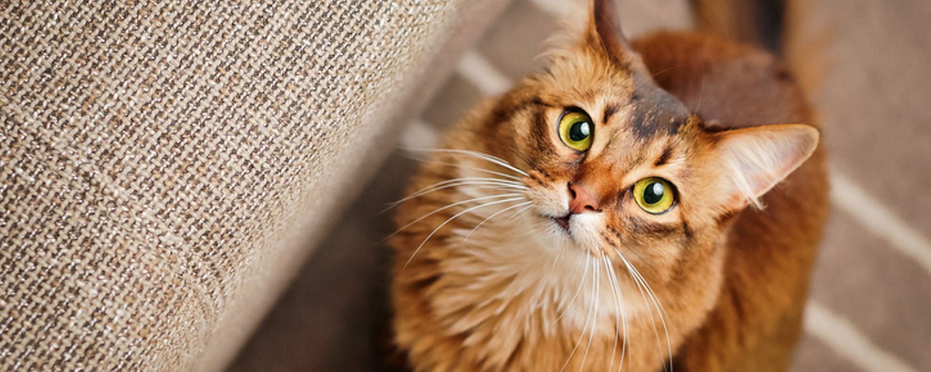 Аллергия у кошек - как проявляется, чем лечить и чем кормить